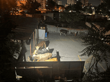 a group of cows are standing in a parking lot with a yellow line that says 8