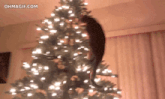 a cat climbs up the top of a christmas tree with the website ohmagif.com in the background
