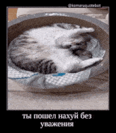 a picture of a cat laying in a bowl with russian writing