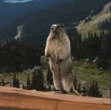 a groundhog standing on its hind legs with a sign that says siniša
