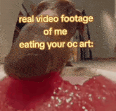 a picture of a dog with a caption that says ' real video footage of me eating your oc art '