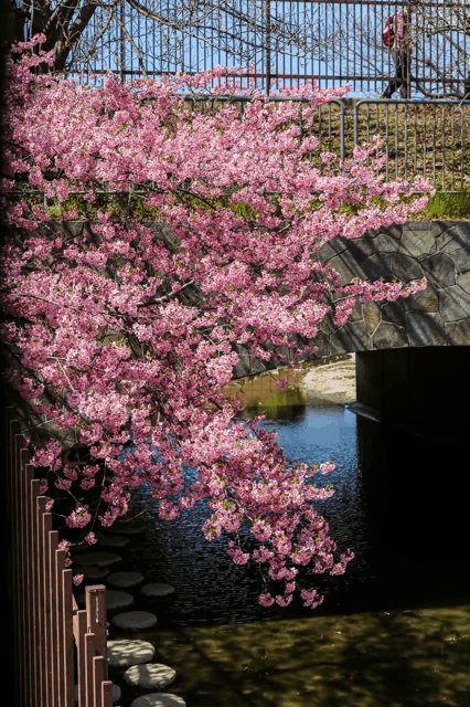 a tree with pink flowers along a river