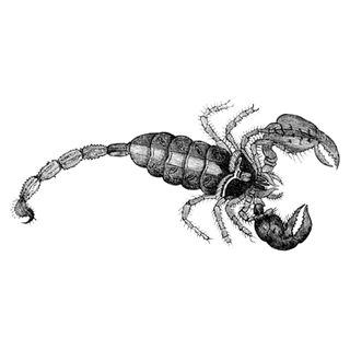 Roshan profile picture