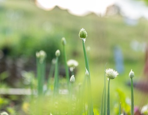 ORF/URSULA HUMMEL-BERGER Zwiebelknospen, Gemüse im Garten, Sommer