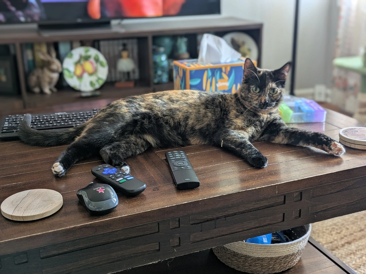 cat laying on coffee table.