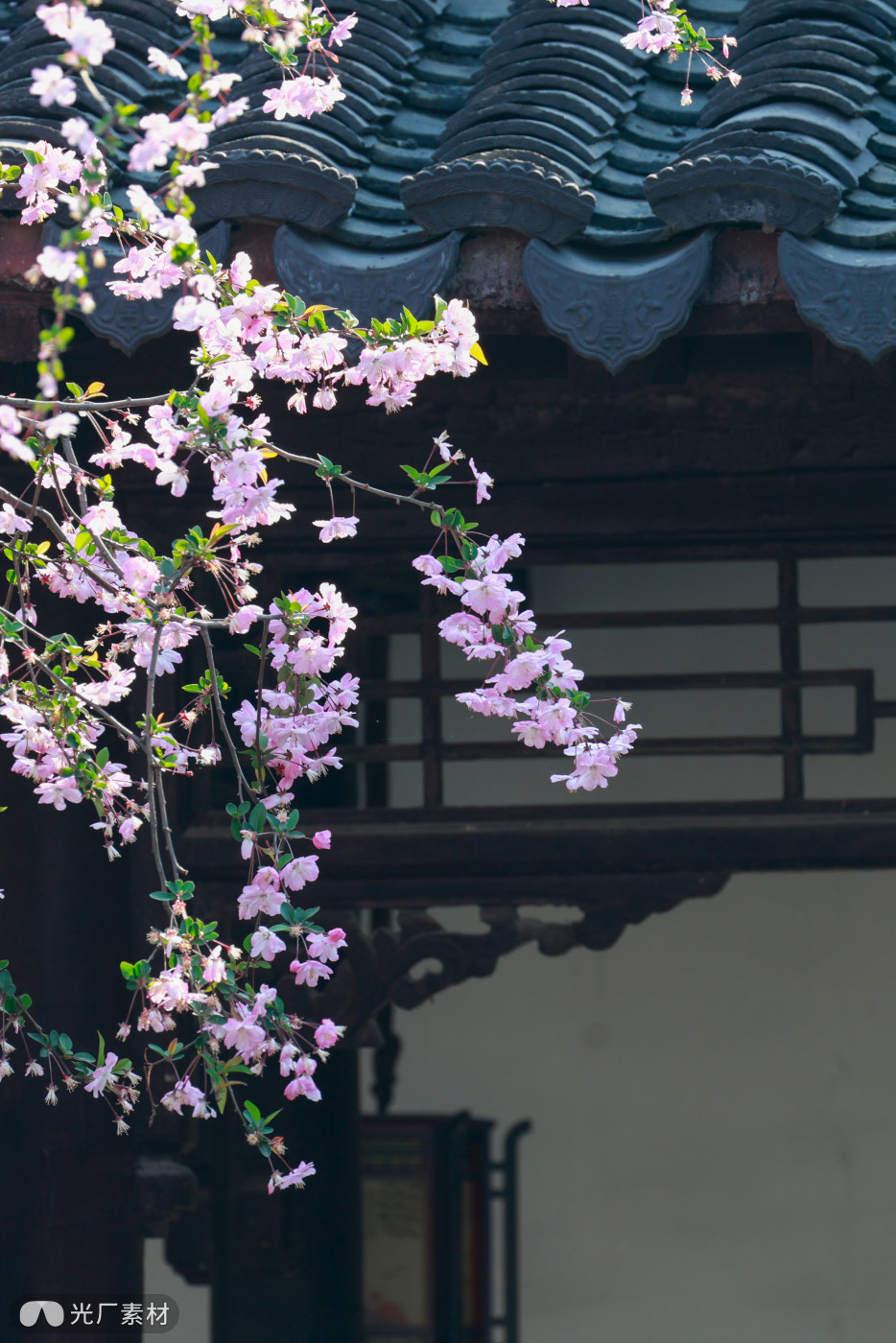 南京莫愁湖海棠花