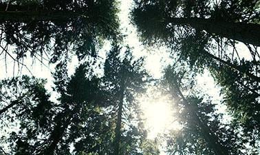 Existential Well-being Counseling: A Person-centered Experiential Approach image