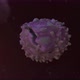 Virus cell attacking healthy cells in dark environment