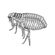 Flea Louse Insect Sketch Engraving Vector