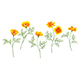 California Poppy Set