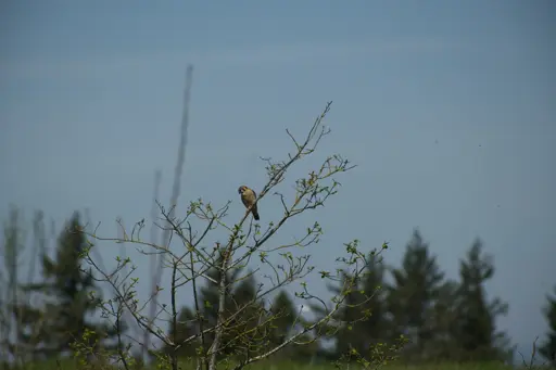 [OC] american kestrel sitting in a tree