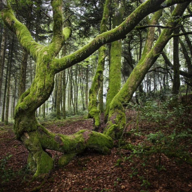 Podcast / Débat : Coupes rases dans le Morvan, comment faire autrement ?