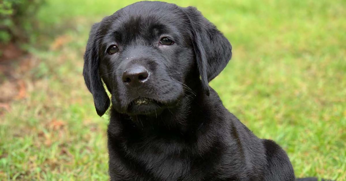 Vanhemmat isät lisäävät koiranpentujen geenimutaatioita | Helsingin yliopisto