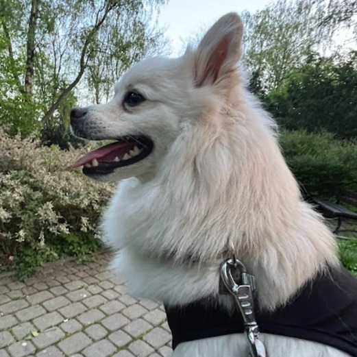 Formularz przed konsultacją behawioralną psa 🐶