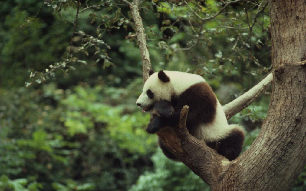 Giant pandas: living proof that conservation works