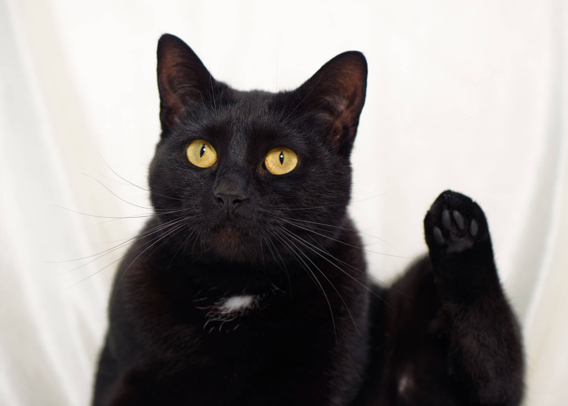 Kucing Hitam Wallpaper