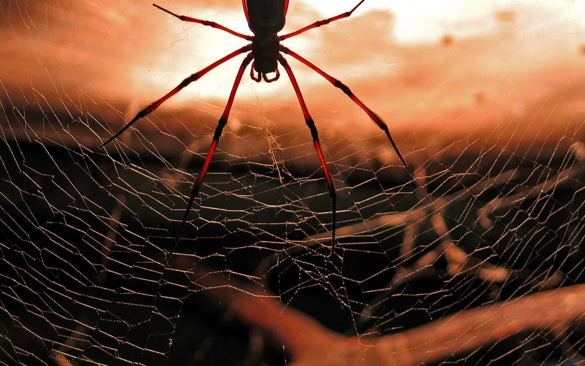 Spider Background Photos