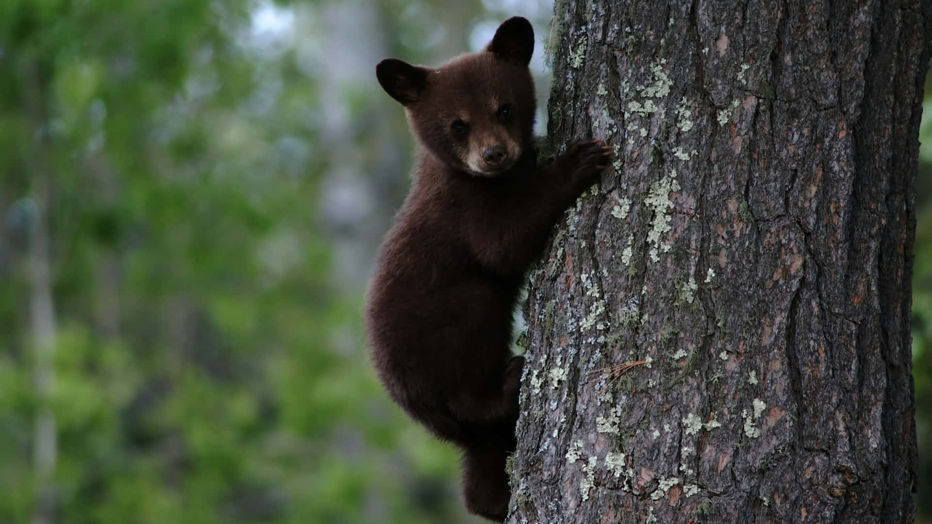 Einschwarzes Bärenjunges, Das Auf Einen Baum Klettert