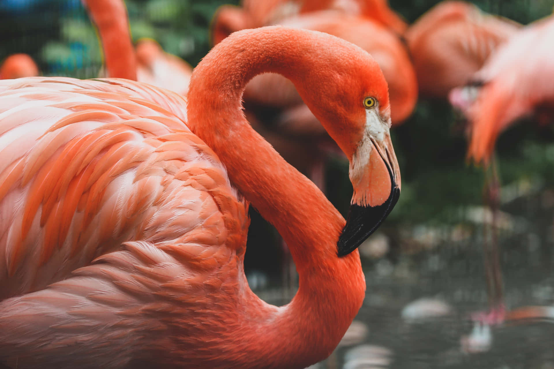 A sunny day spent lounging by the water at the beach with a beautiful pink flamingo