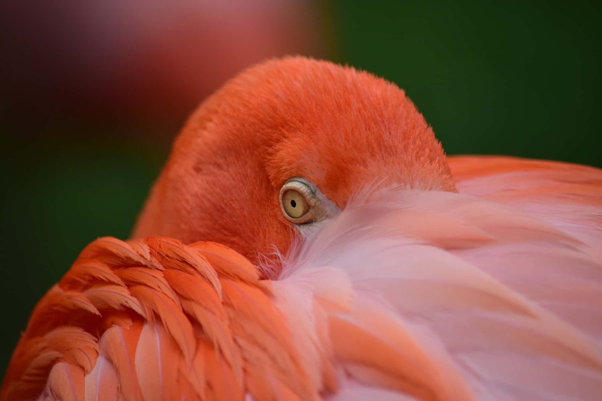 Hellund Schön, Der Flamingo Ragt Hoch Empor.