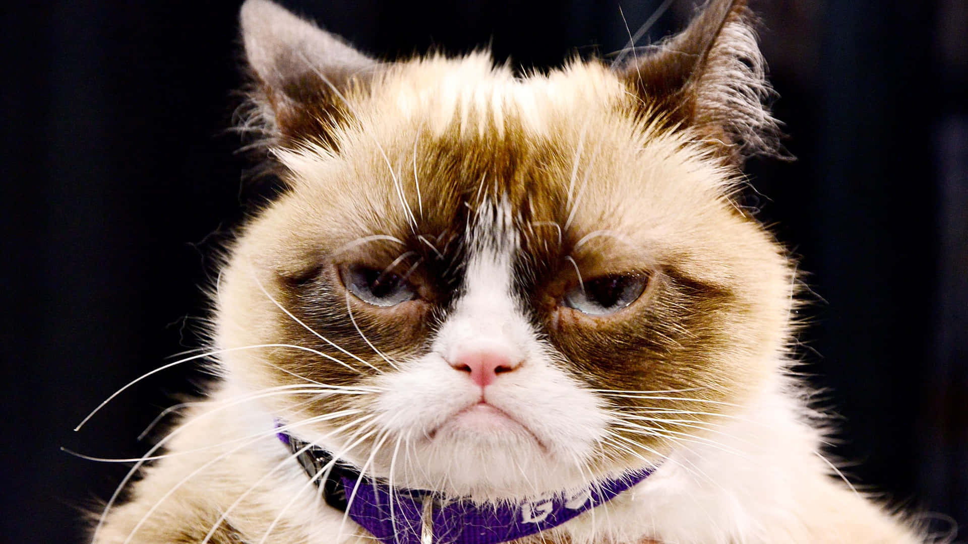 Grumpy Cat: Looking but Not Seeing.