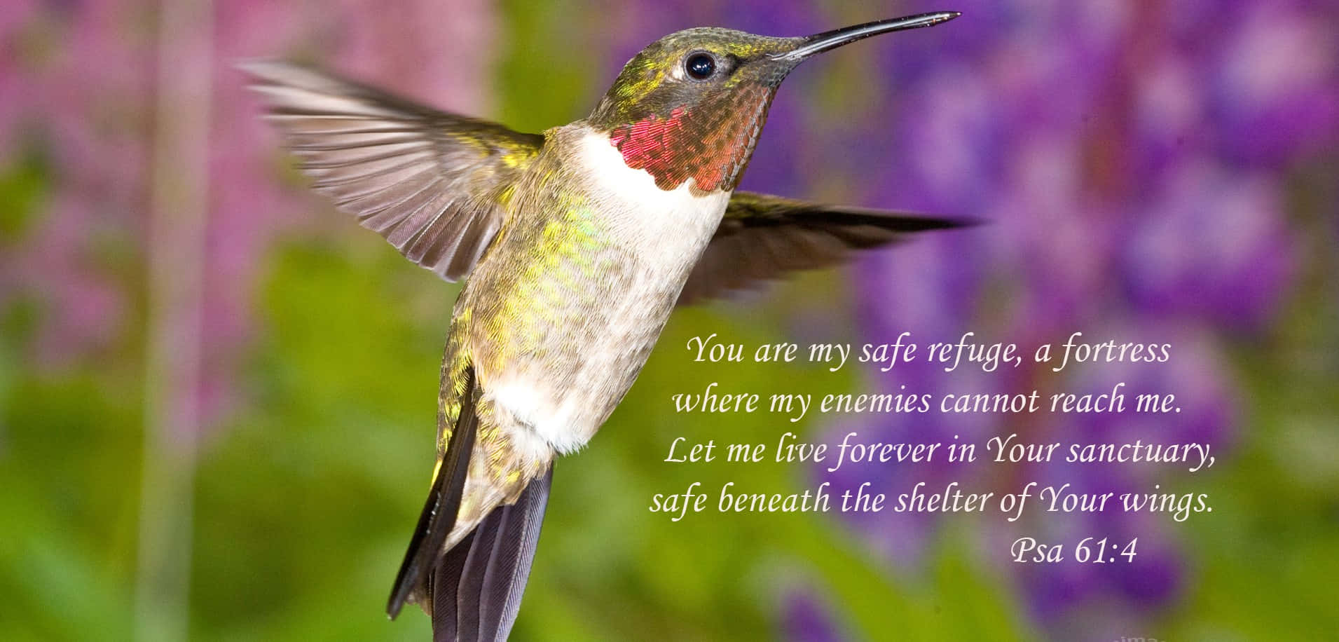 Enkolibri Som Flyger Bland Livfulla Lila Och Gula Blommor.