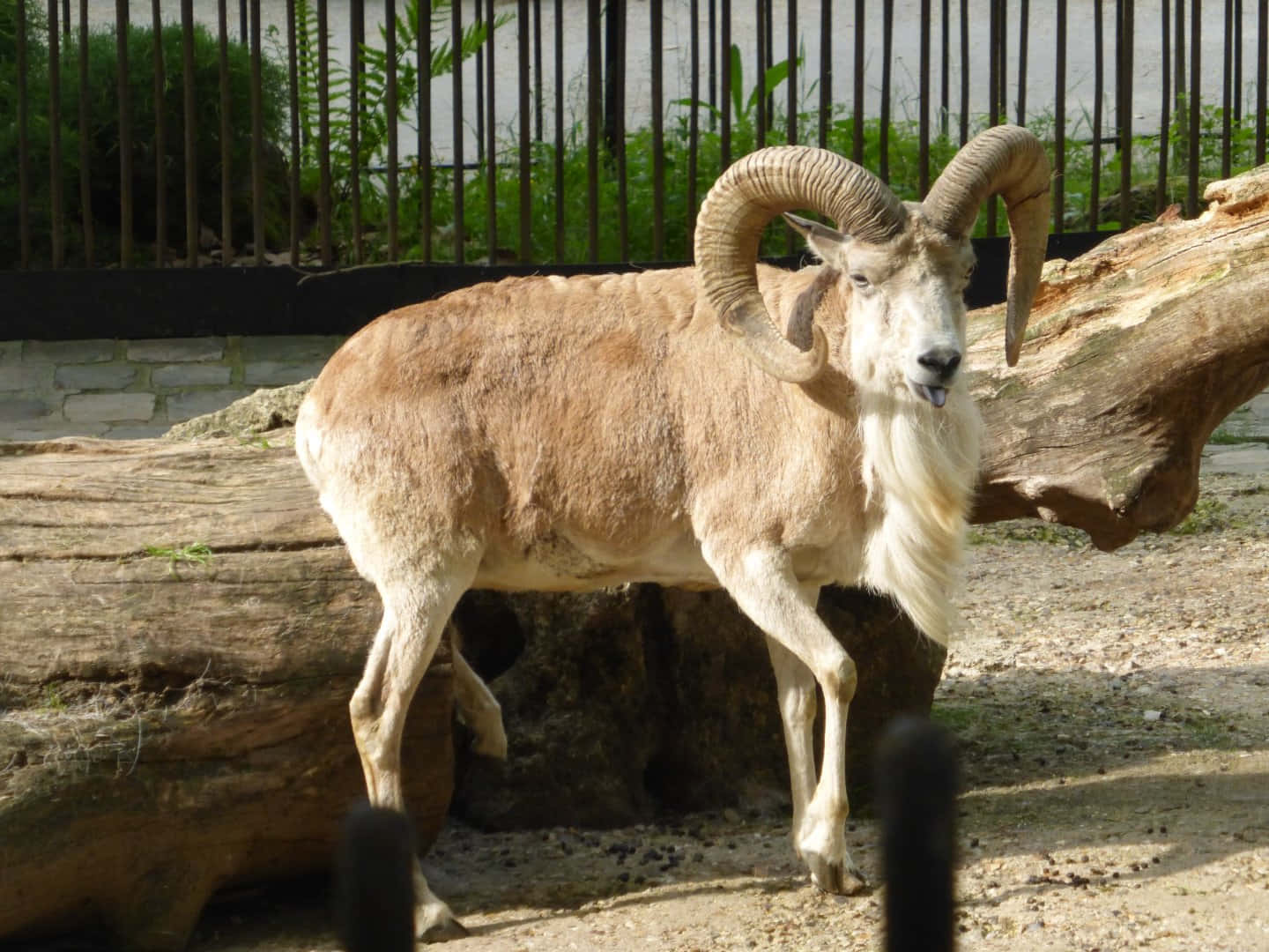 Urial Majestueux Debout Près D'une Bûche Fond d'écran