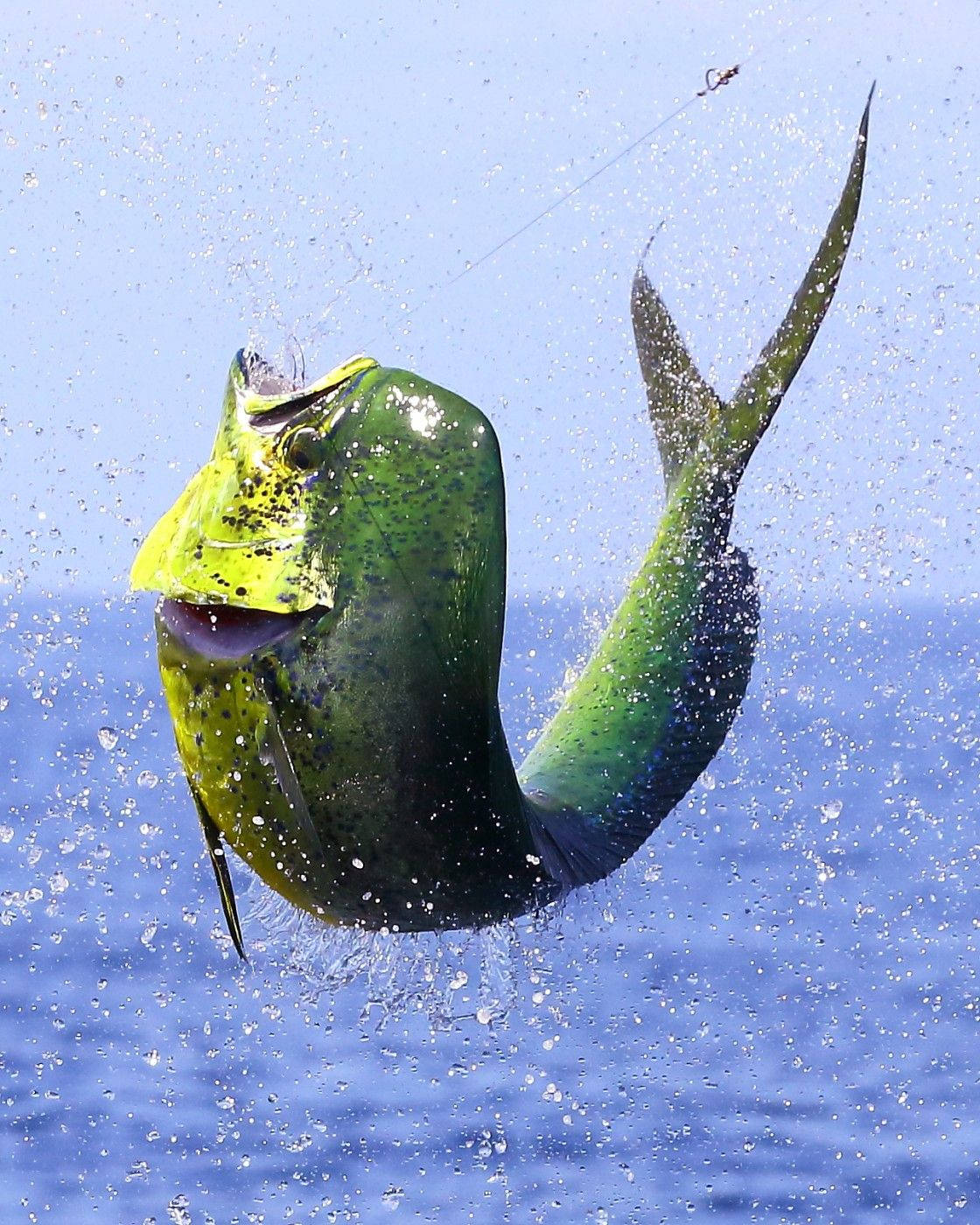 Ytlevandefiskarten Mahi-mahi Med Ytvässade Fenor. Wallpaper