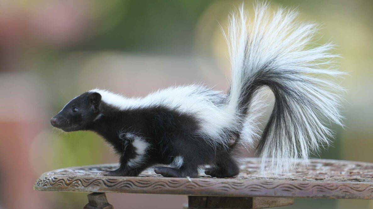 A skunk, black feathers and white stripes running from the body to the tail, walk on a wooden table.