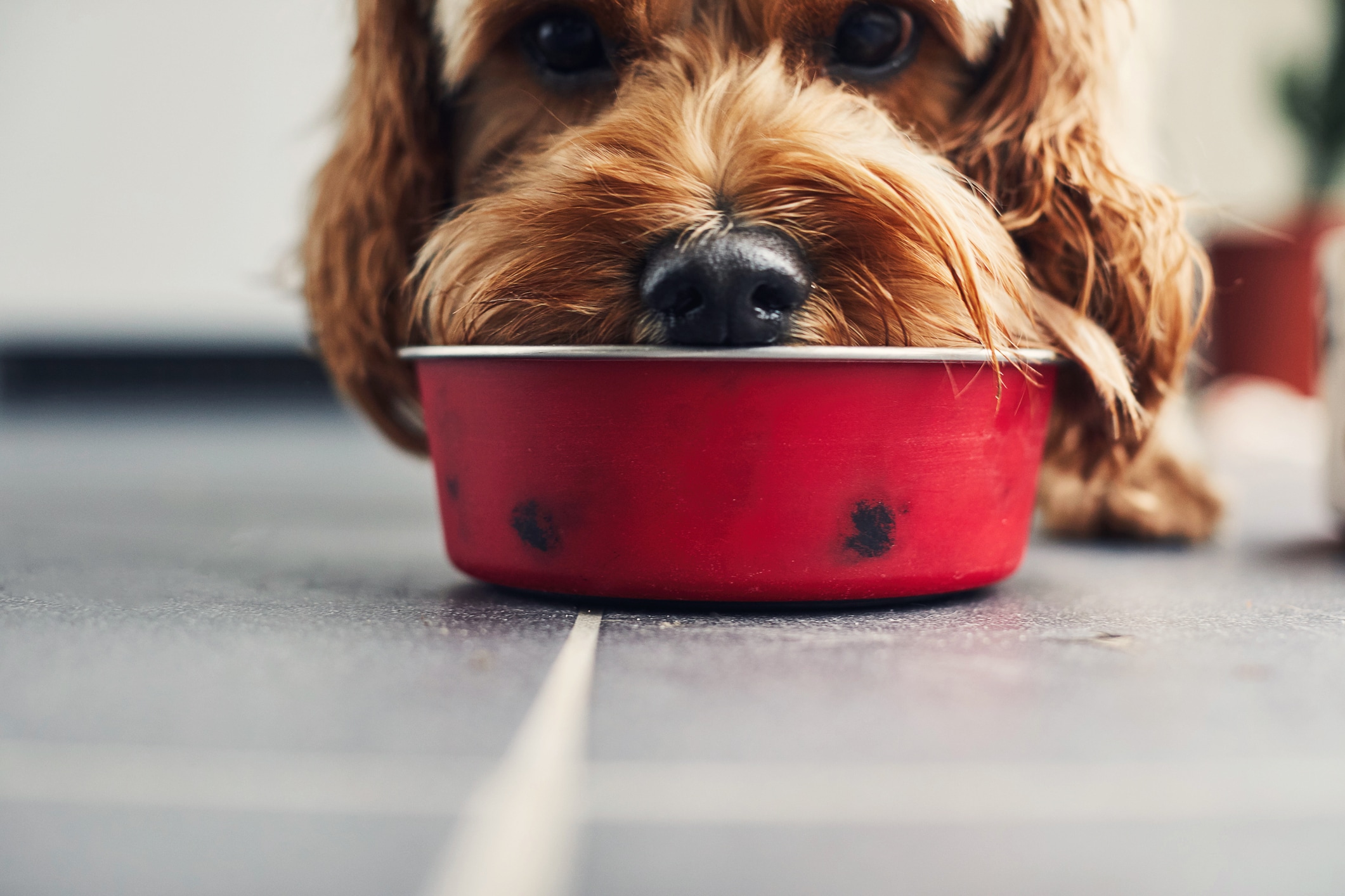 Bland diet for dogs: When to use them and recipes to try