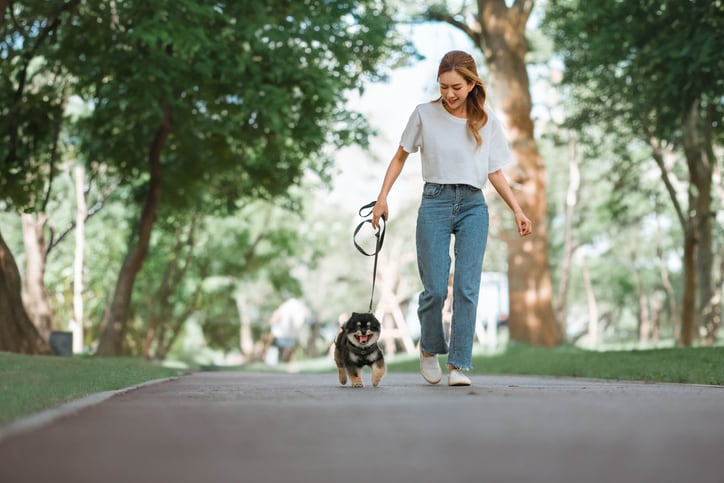 Helpful dog walking tips for beginners