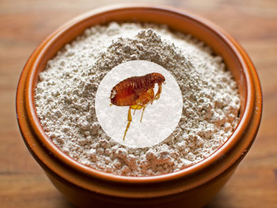 Diatomaceous Earth for Fleas Control