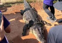 Giant crocodile dies after capture in flood-hit Chachoengsao
