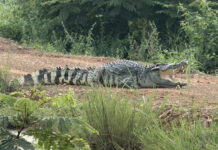 Giant crocodile over 2 meters long spotted near flooded road in Chachoengsao Giant crocodile over 2 meters long spotted near flooded road in Chachoengsao