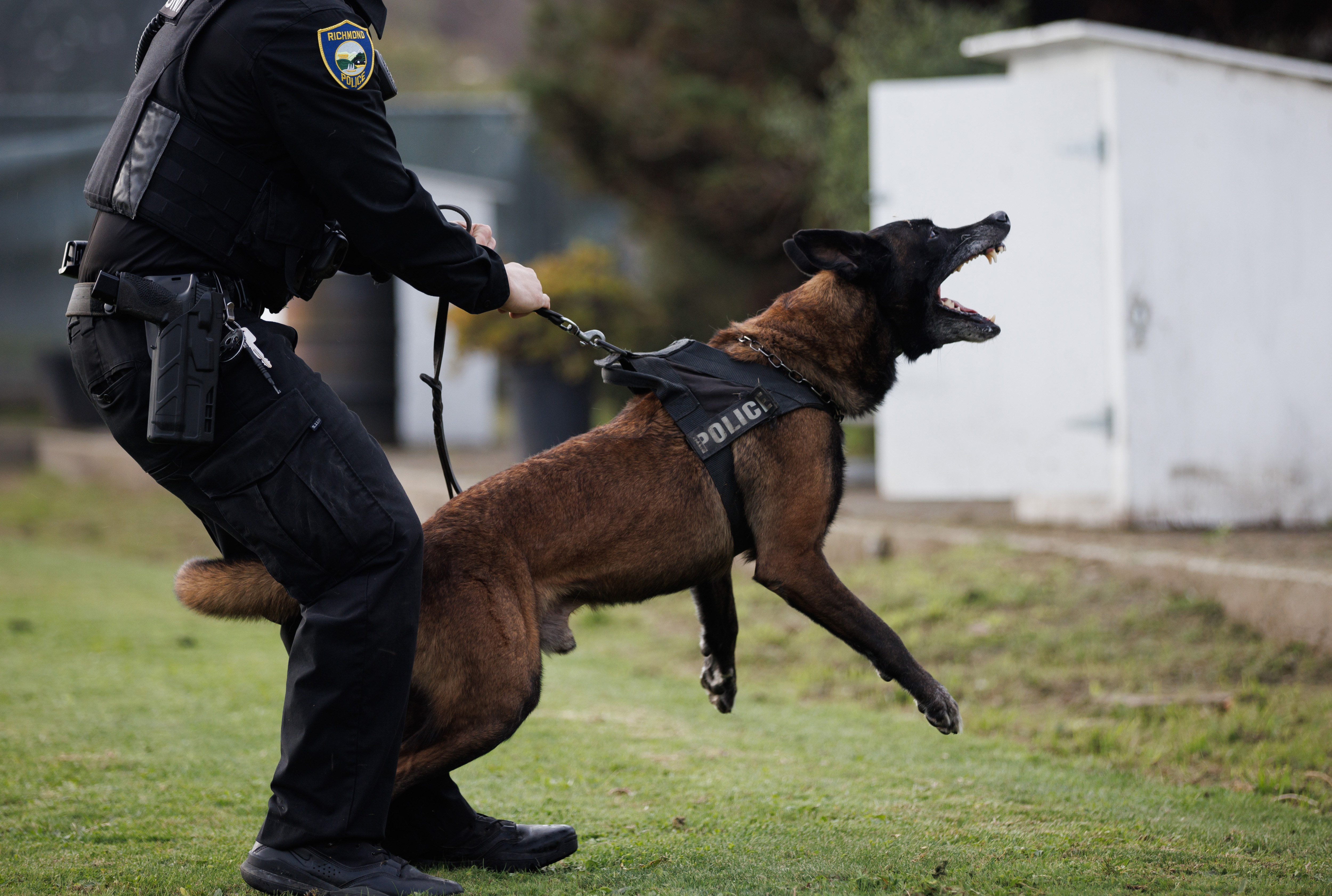 SJM-L-RPDDOG-11XX Odin lunges during training at the Richmond Police K-9 training facility in November. Richmond police have logged dog bites at a higher rate than their counterparts in the nation’s largest cities, but police argue it’s better to use dogs than guns. (Dai Sugano/Bay Area News Group)