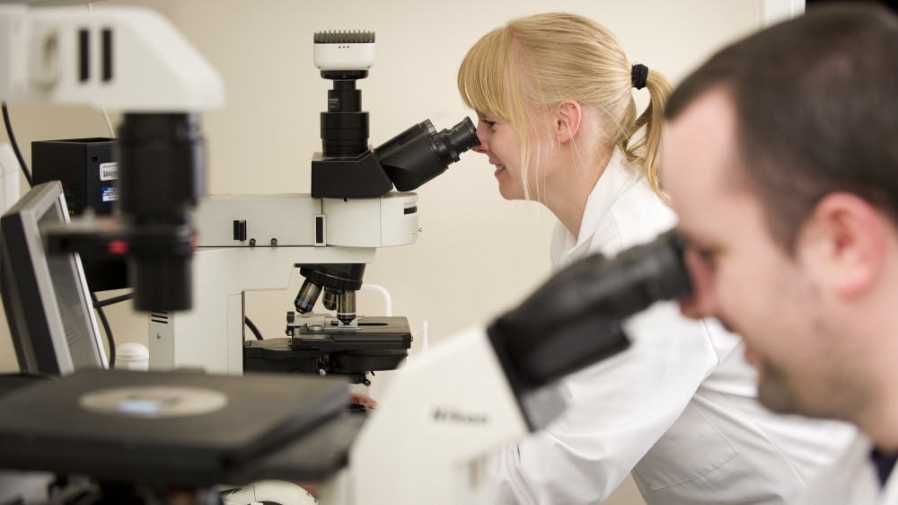 Two scientists look into microscopes