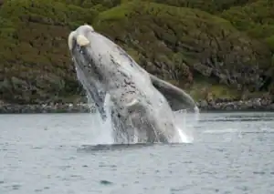 Southern Right Whale, Eubalaena australis